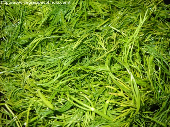 Dill Leaves Dill Leaves