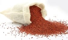 finger-millet-ragi