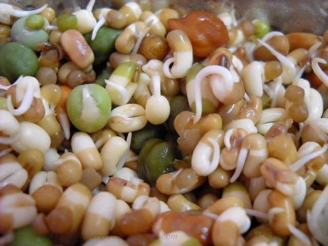 mixed beans sprouted