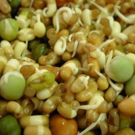 Mixed Bean Sprouts: Making Mixed Bean Sprouts, Mixed Sprouts, Making Mixed Sprouts