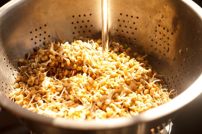 rinsing moth bean sprouts in water