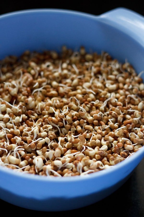 moth bean sprouts or matki sprouts in a bowl