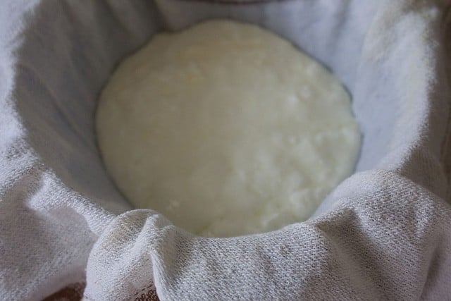 curd in a cheese cloth 