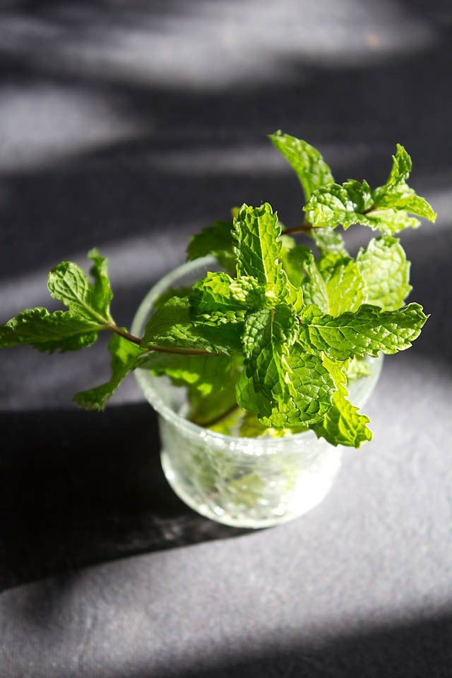 fresh mint leaves in a glass