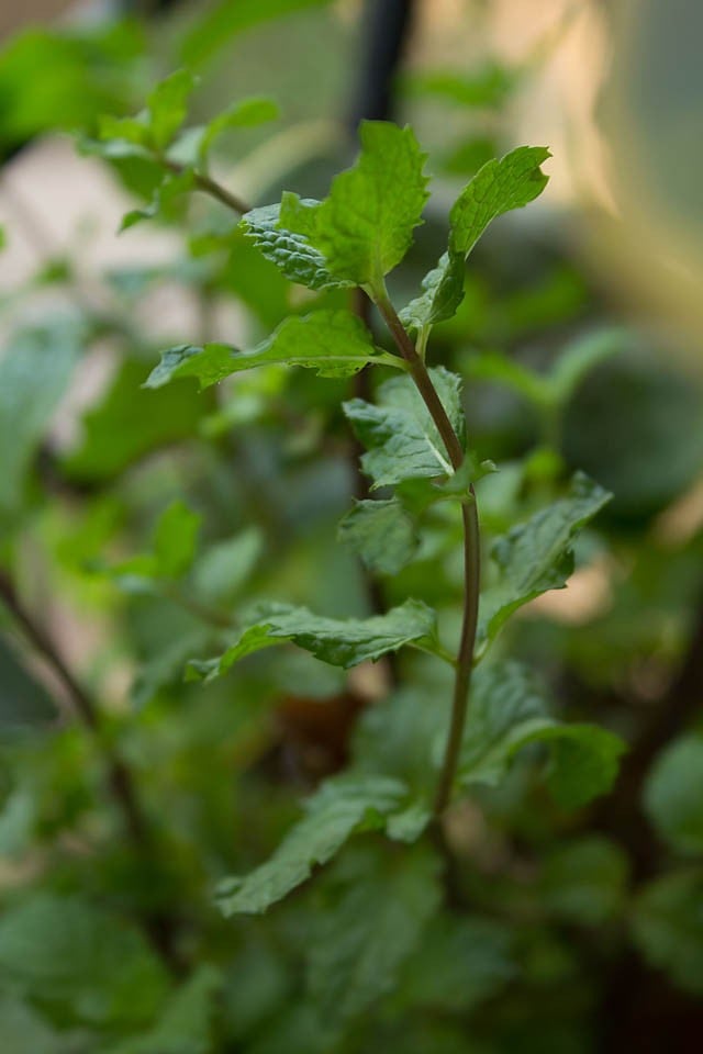 fresh mint shrub