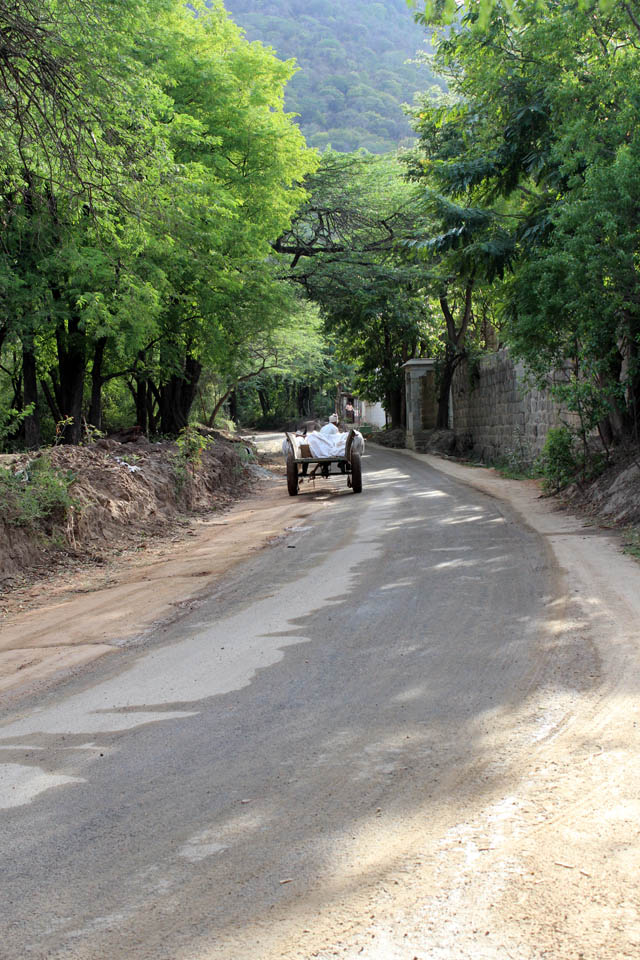 road-bullock-cart