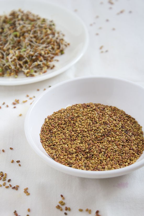 alfalfa seeds in a white bowl.