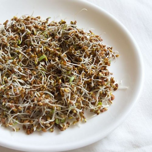 how to make alfalfa sprouts