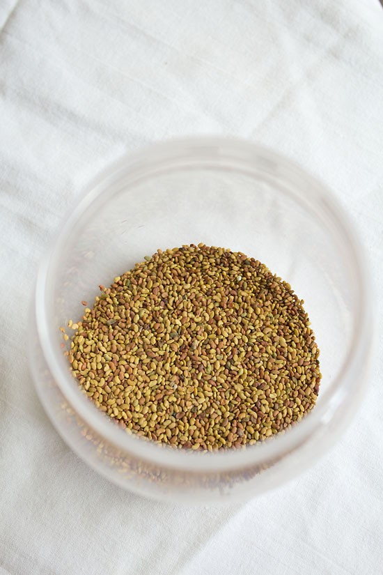 alfalfa seeds in a sterilized jar.