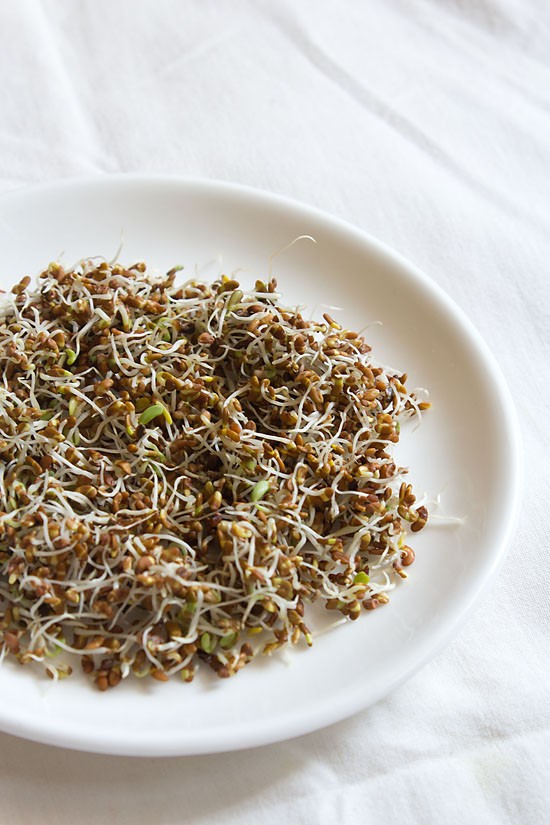 alfalfa sprouts in a white plate.