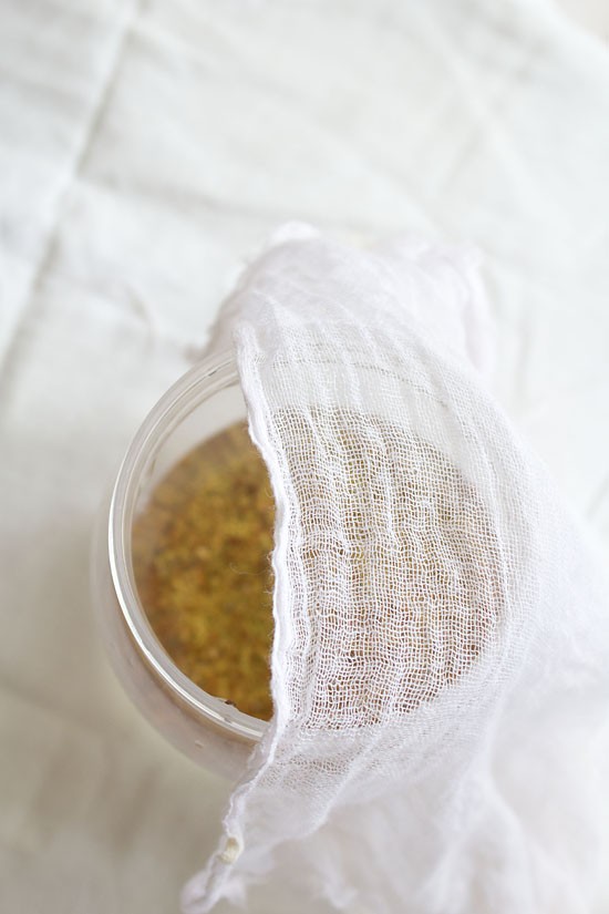 soaked alfalfa sprouts in a jar covered with cloth.