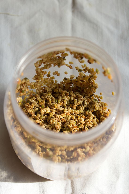 alfalfa-sprouts6 soaked alfalfa seeds.