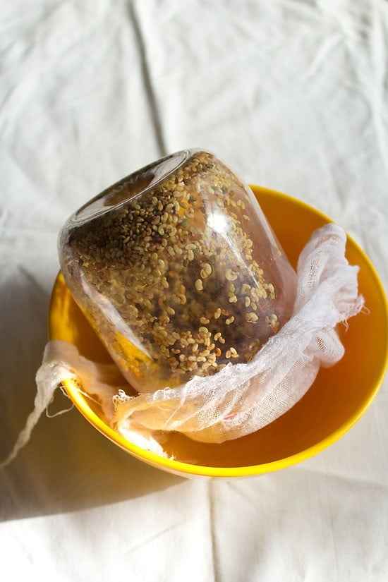 inverted jar with alfalfa seeds inside it.