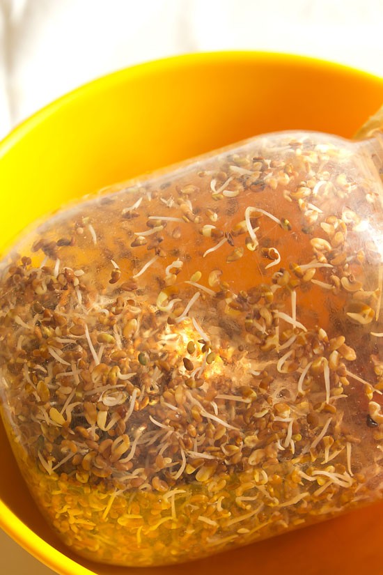 alfalfa sprouts growing in a jar.