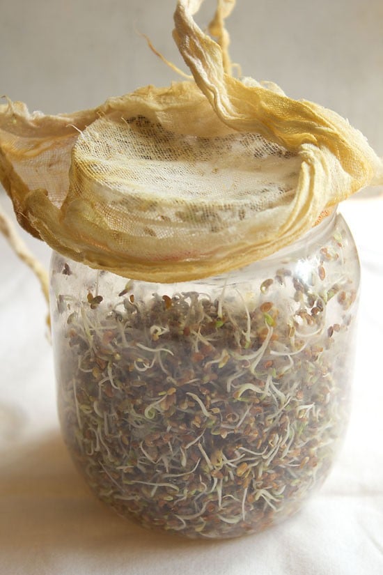 alfalfa sprouts on day 2 in a jar.