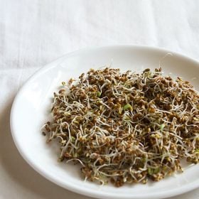 alfalfa sprouts