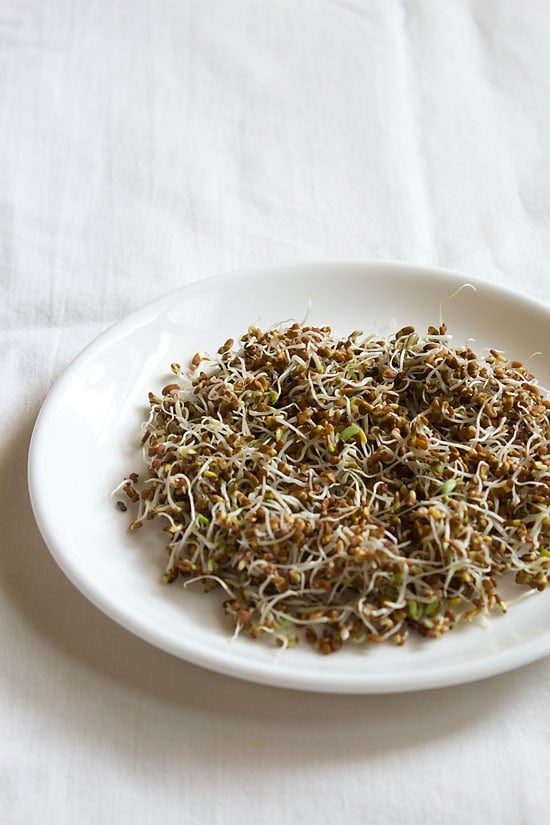 alfalfa sprouts