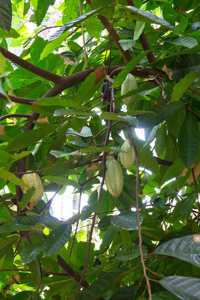 cacao pods