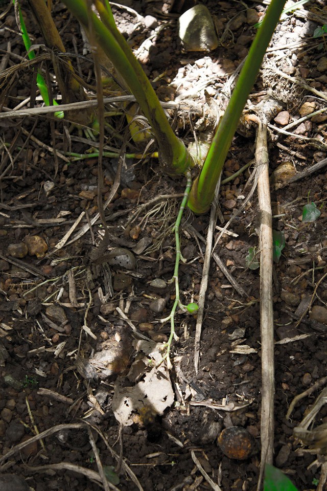 cardamom pod