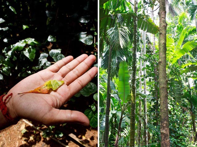 clove leaf and clove tree