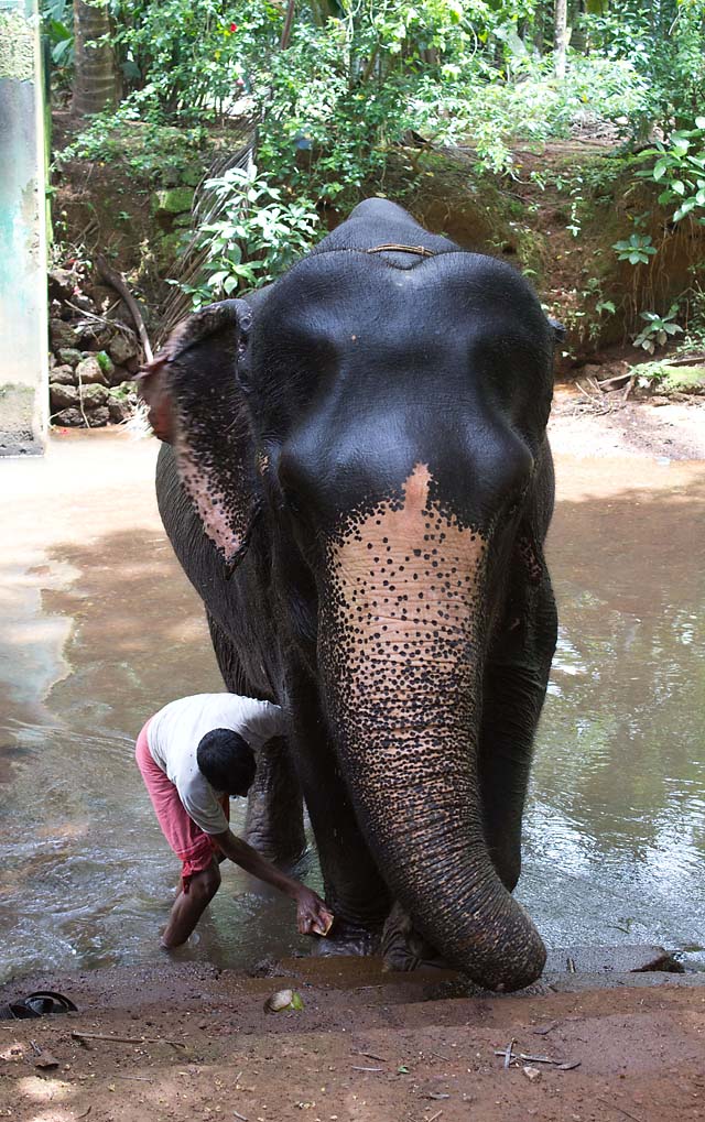 elephant bath