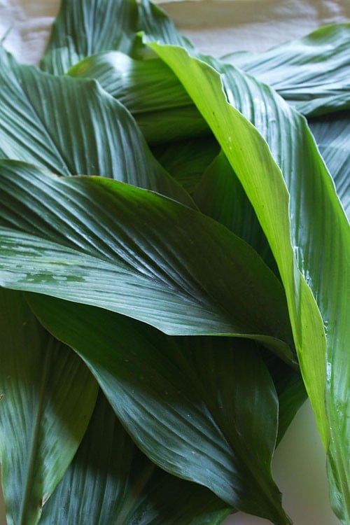 fresh turmeric leaves for patholi.