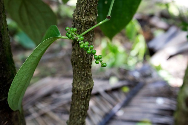 green peppers