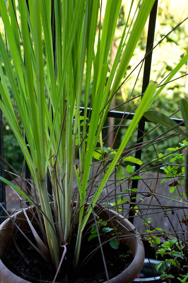 lemon-grass