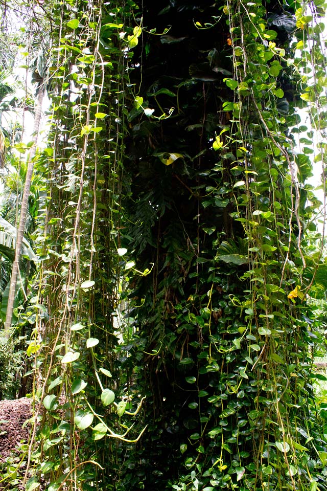 money plant creepers