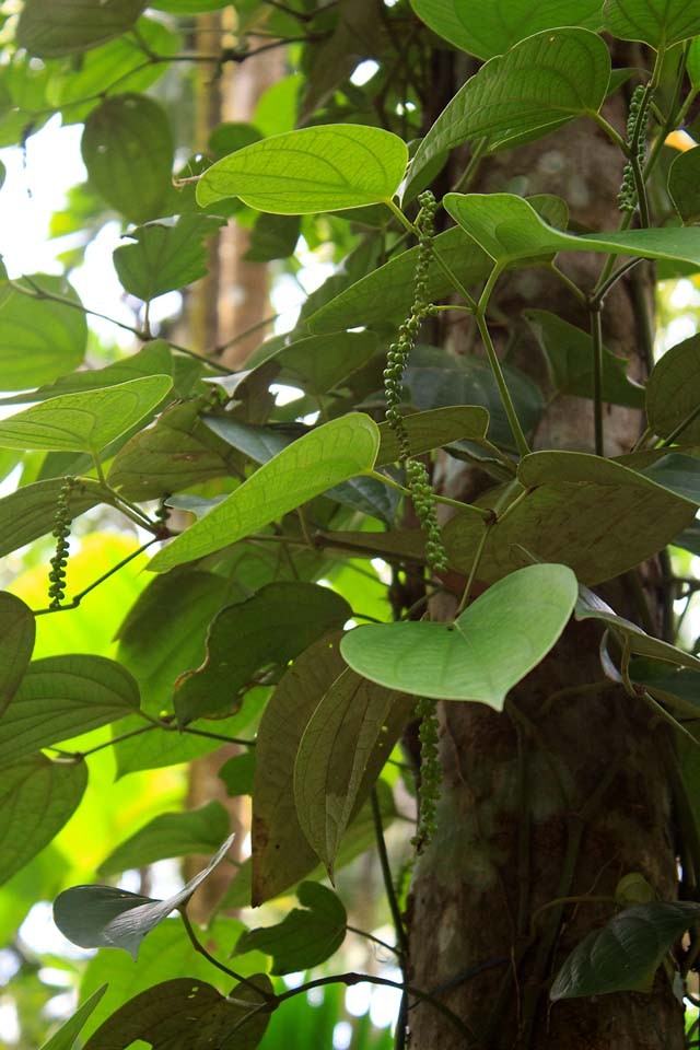 pepper vines