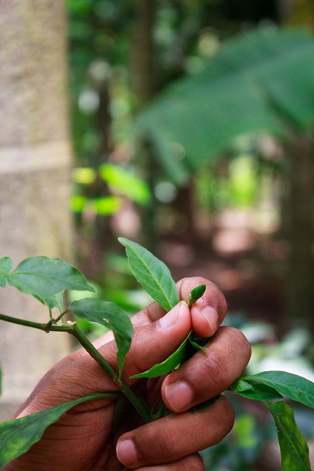 piri piri chili