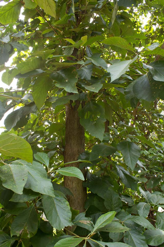 teak wood tree