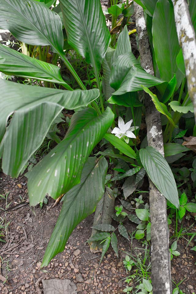 turmeric-plant