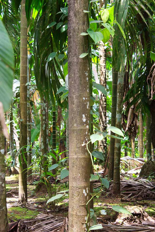 vanilla bean vine