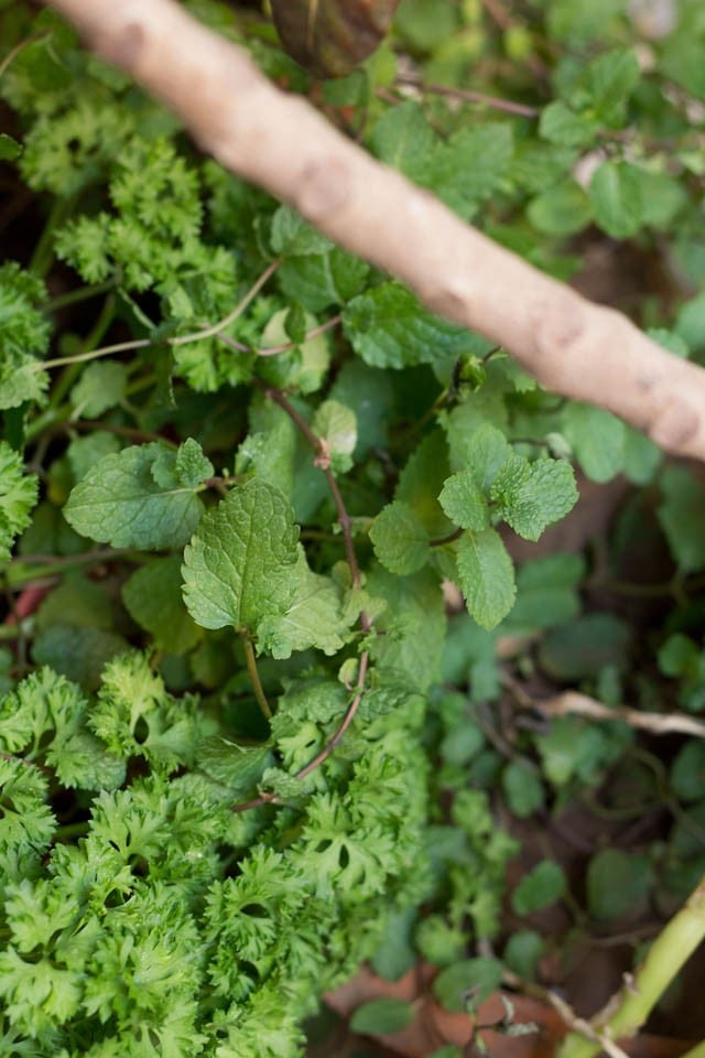 mint leaves