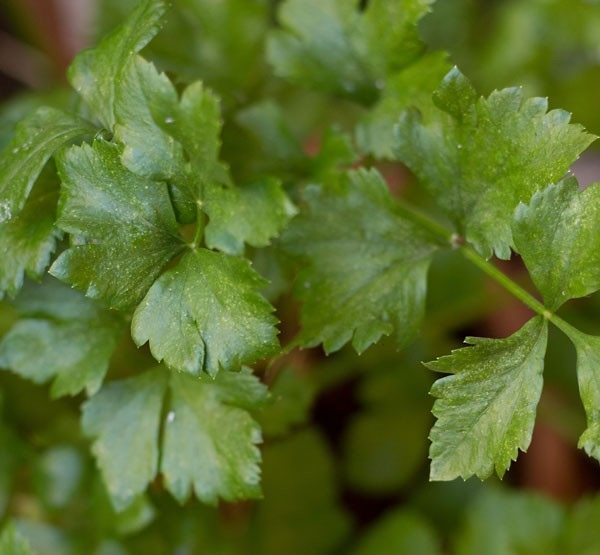 celery for veg fried rice recipe