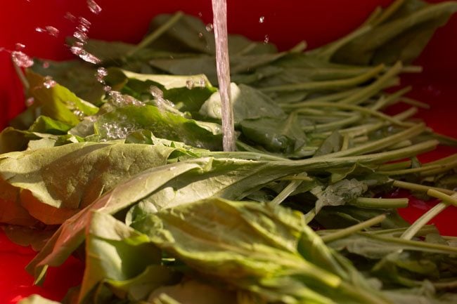 rinsing spinach leaves in water