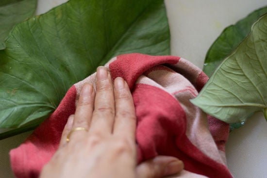 drying rinsed colocasia leaves with a kitchen napkin for patra recipe. 