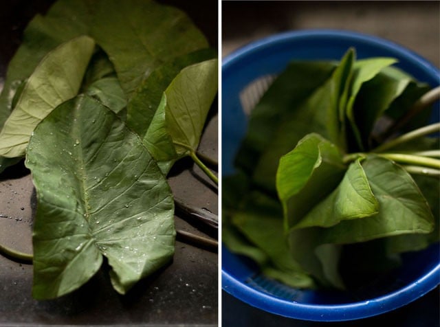 cleaning fresh colocasia leaves. 