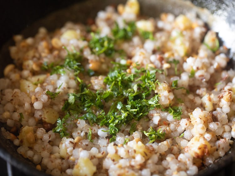 chopped coriander leaves added to cooked sabudana khichdi. 