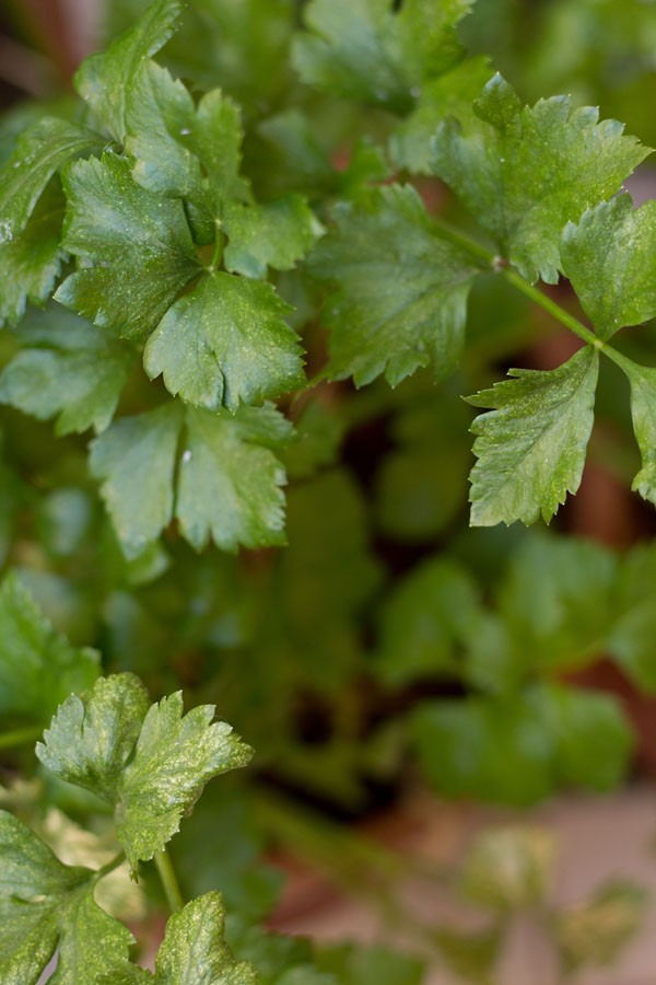 celery shrub 