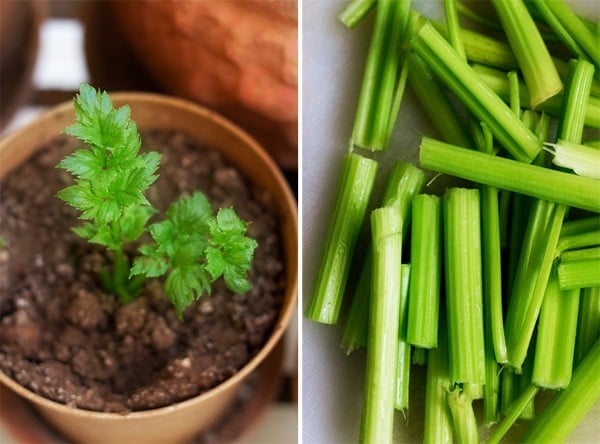 celery plant in a pot next to celery stalks on a cutting board.