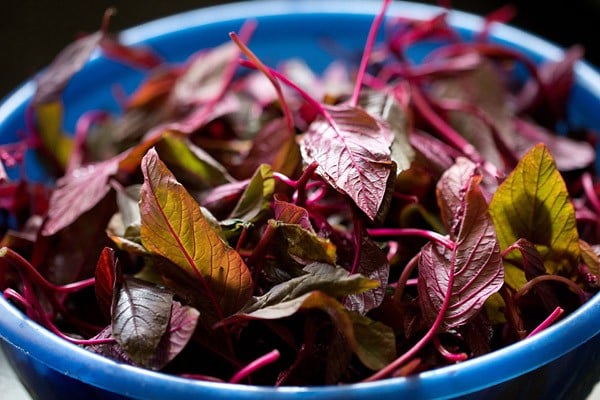 amaranth leaves, red amaranth, tambdi