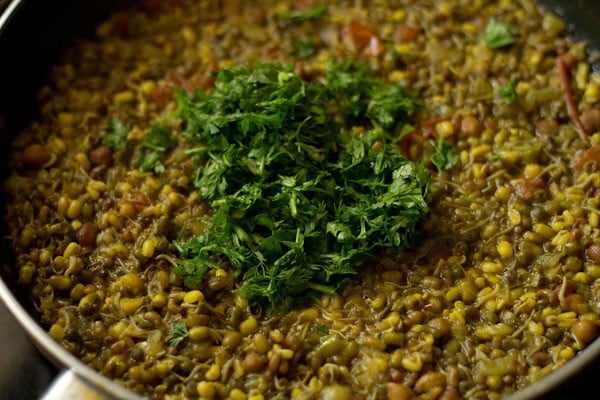 chopped coriander leaves added to cooked sprouts curry. 