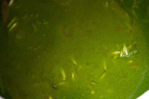 Rice and spinach mixture with water