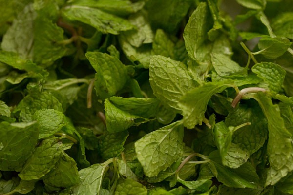 fresh mint leaves 