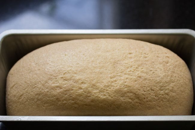 dough for preparing whole wheat sandwich bread recipe