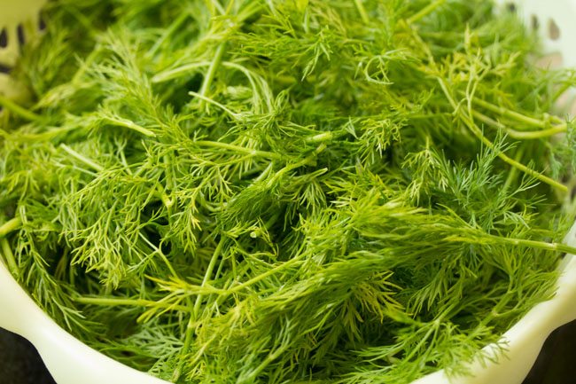 dill leaves to make suva moong dal sabzi recipe