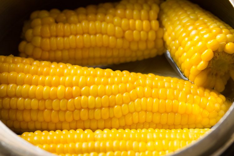 cooked sweet corn cobs with water in a pressure cooker