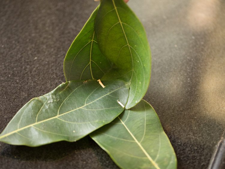 jackfruit leaves for making kotte kadubu recipe